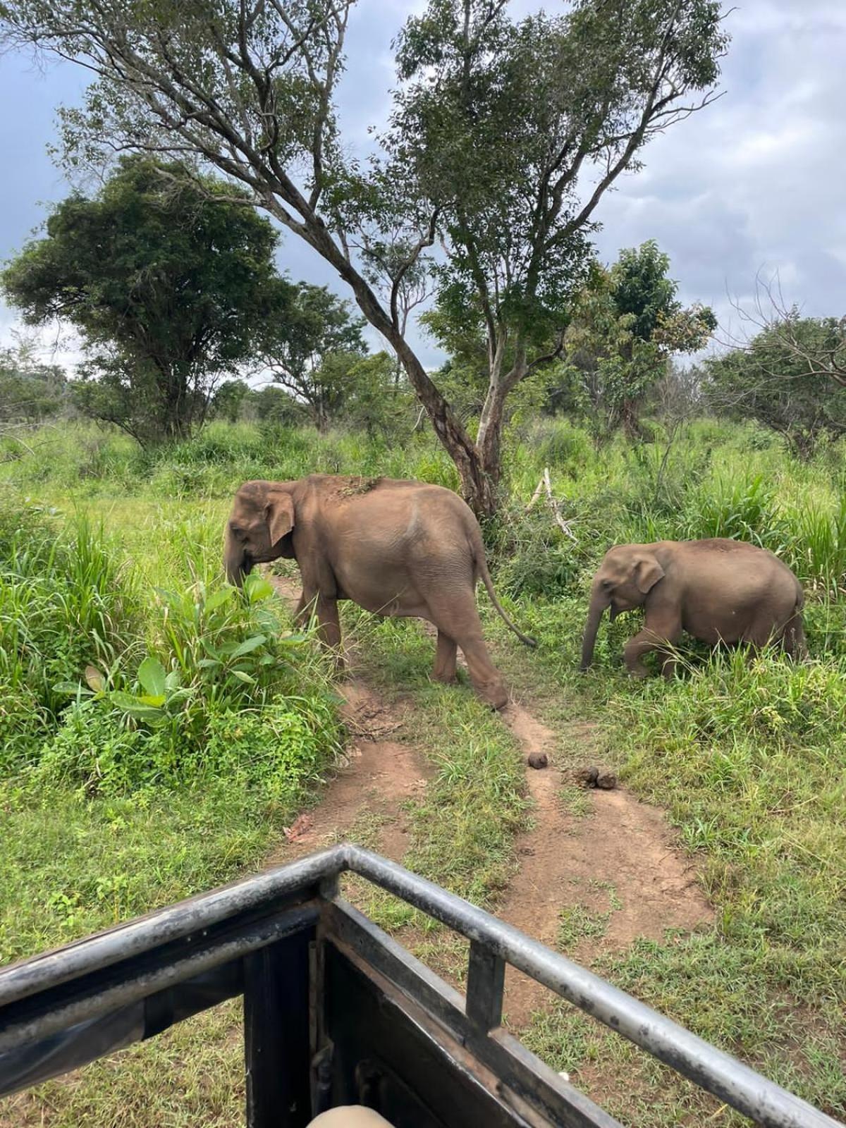 Elephant Safari Lodge Sigiriya Junction Хабарана Экстерьер фото